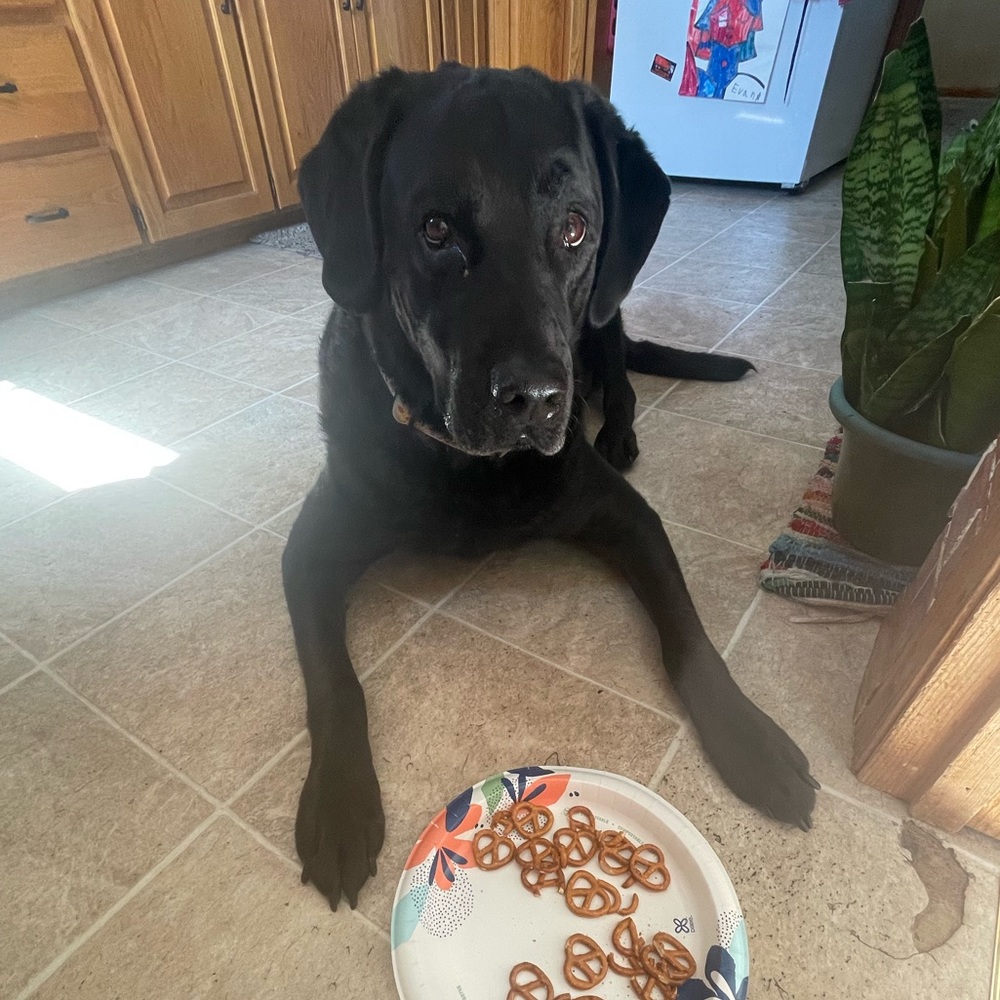 Meet your Posher, Ella